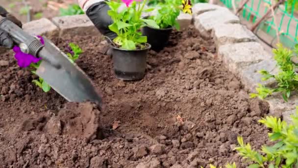 Proceso Plantación Flores Jardín Horticultura Aterrizando Tierra Hermosas Flores — Vídeos de Stock