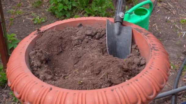 Una Chica Sienta Flores Jardín Primer Plano Las Manos Las — Vídeos de Stock