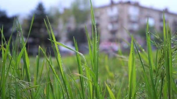 Små Droppar Grönt Gräs Efter Regn Mot Bakgrund Stadsbilden — Stockvideo