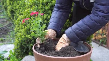 Bahçe alanını yeşillendiriyorum. Çiçek tarlasına çiçek ekiyorum. Bahçıvanın ellerine yakın çekim.