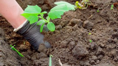 Küçük salatalık tohumları ekiyorum. Bahçede çalış. Sebze yetiştiriyorum.