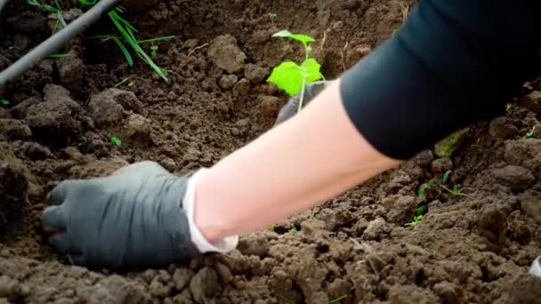 Piantare Piccole Piantine Cetriolo Lavora Giardino Ortaggi Crescita — Video Stock