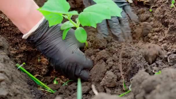 Φυτεύοντας Μικρά Φυτά Αγγουριού Δούλεψε Στον Κήπο Καλλιέργεια Λαχανικών — Αρχείο Βίντεο