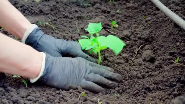 Planting Small Cucumber Seedlings Work Garden Growing Vegetables — Stock Video