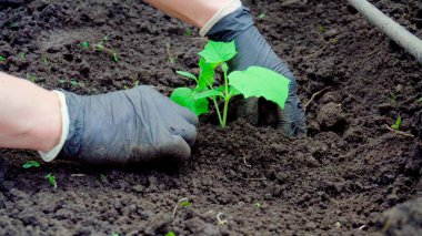 Küçük salatalık tohumları ekiyorum. Bahçede çalış. Sebze yetiştiriyorum.