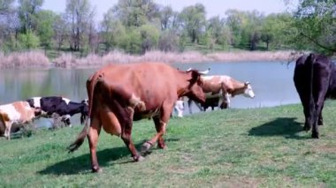 Nehir kenarındaki yeşil bir çayırda otlayan inek sürüsü. Çobanlar bir inek sürüsüne liderlik eder..