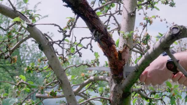 Snijd Een Droge Tak Aan Een Boom Tuin Zorg Voor — Stockvideo