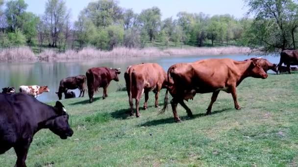 川の近くの緑の牧草地で牛の放牧の群れ 羊飼いは牛の群れを導く — ストック動画