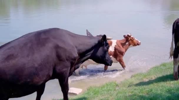 Manada Vacas Pastando Prado Verde Cerca Del Río Los Pastores — Vídeo de stock