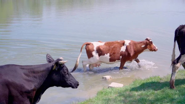 Eine Herde Kühe Weidet Auf Einer Grünen Wiese Der Nähe — Stockfoto