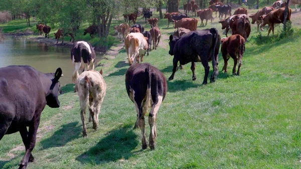 Αγέλη Αγελάδων Βόσκουν Ένα Καταπράσινο Λιβάδι Κοντά Στο Ποτάμι Ποιμένες — Φωτογραφία Αρχείου