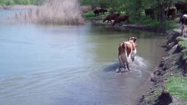 成群的奶牛在河边的绿色草地上吃草 牧羊人牵着一群奶牛 — 图库视频影像