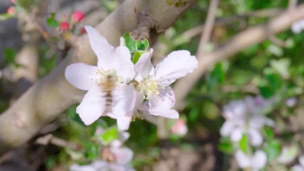 Bij Verzamelt Stuifmeel Witte Appelbloesems Voorjaarslandschap Tuin — Stockvideo
