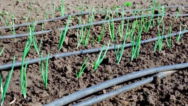 Młode Zielone Cebule Ogrodzie Cebula Własnym Ogrodzie — Wideo stockowe