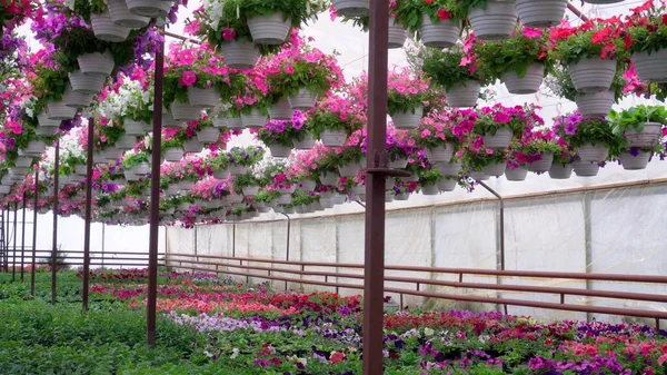温室ではカラフルな装飾ペチュニアが栽培されています — ストック写真
