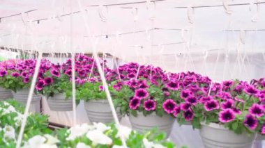 Renkli dekoratif petunyalar bir serada yetişir.