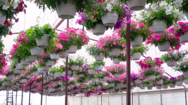 Μεγάλο Ηλιόλουστο Θερμοκήπιο Πολλά Φυτά Λουλουδιών Στα Ράφια Γεωργικές Επιχειρήσεις — Αρχείο Βίντεο