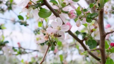Arılar çiçek açan ağaçta polen nektarı topluyor. İlkbahar Konsepti