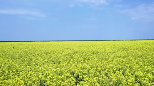 Krásné Kvetoucí Řepkové Pole Proti Modré Obloze Jarním Odpoledni — Stock video