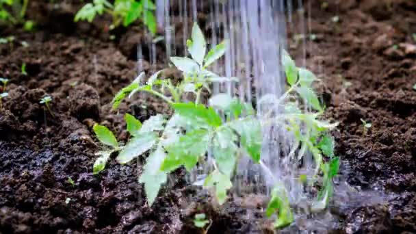 飼育されたベッド 自家栽培の菜園 有機トマト植物 園芸で成長している若いトマトの苗に水をやる — ストック動画