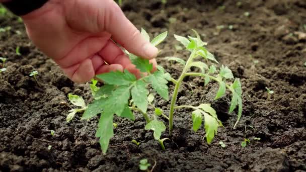 Geneticus Controleert Staat Van Proefmonsters Van Tomaten — Stockvideo