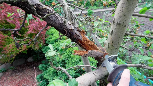 在花园里的树上砍一根干树枝 关心苹果树的生长 — 图库照片