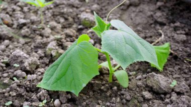 Yeşil salatalık fidyesiyle ilgili sorun. Tohumların yapraklarını düşün..