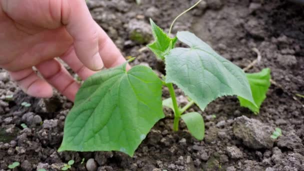 Problema Con Piantina Semenzaio Cetriolo Verde Considerate Foglie Delle Piantine — Video Stock