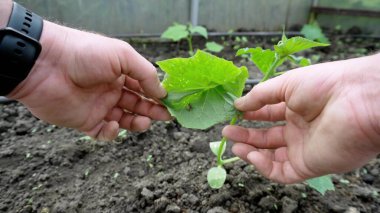 Küçük örümcek yeşil bir yaprağa saklanır..