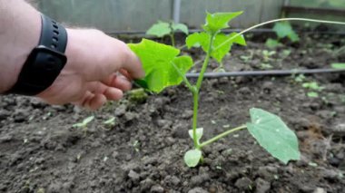 Küçük örümcek yeşil bir yaprağa saklanır..