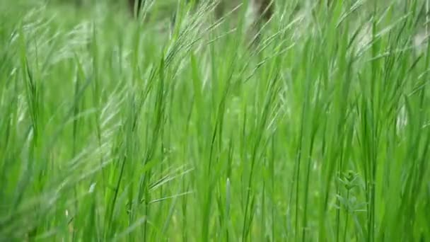 Prato Verde Fresco Primaverile Erba Ondeggia Dal Vento Leggero — Video Stock