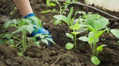 Mavi eldivenli kadın elleri Köklü biber tohumları ekiyor.