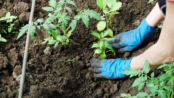 Mains Dans Les Gants Planter Des Plantules Poivron Doux Photo De Stock