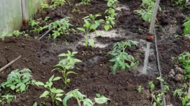 Genç domates ve biber tohumları bir hortumdan sulanır..