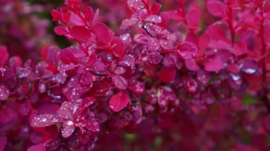 Barberry, bahçede kırmızı çalı. Dönüş, Kapanış, Sığ Alan Derinliği.