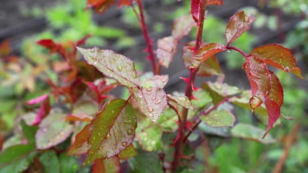 Gotas Lluvia Las Hojas Una Rosa Plantas Jardín Después Lluvia — Vídeo de stock