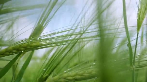 Крупный План Пшеничных Шипов Которые Попадают Капли Росы — стоковое видео