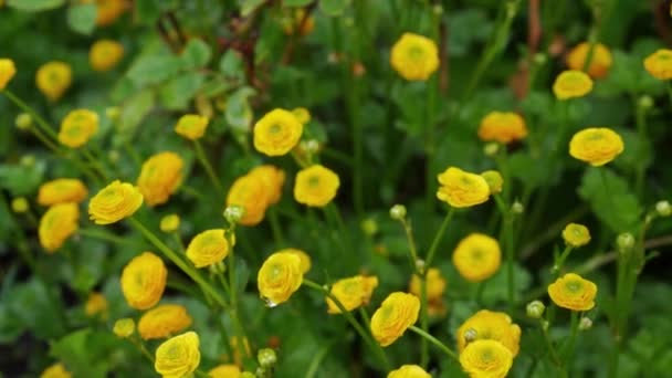 Små Gula Blommor Med Gröna Blad — Stockvideo