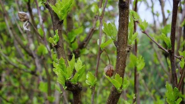 Pequeñas Hojas Verdes Árbol Primavera Nueva Vida Comienzo — Foto de Stock