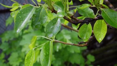 İlkbaharda ağaçta yetişen küçük armutlar.