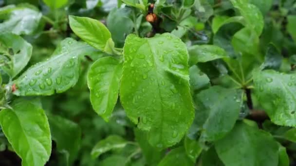 Folhas Verdes Durante Chuva Vento — Vídeo de Stock