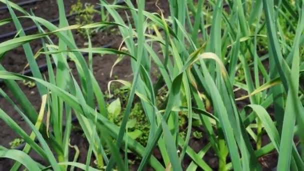 Green onion beds on the garden plot — Stock Footage Green Onion Beds Garden Plot Stock Footage