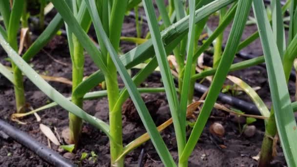 Green Onion Beds Garden Plot — Stock Video