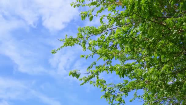 Hojas Verdes Árbol Contra Cielo Azul Ambiente Tranquilo Tranquilo Belleza — Vídeo de stock