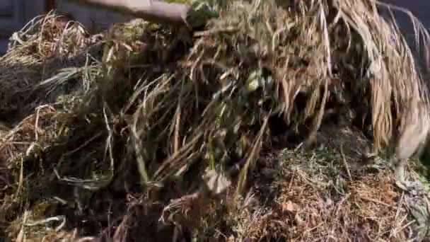 Gotowanie Mieszanie Kompostu Podwórku Nawóz Organiczny Roślin Ogrodowych — Wideo stockowe
