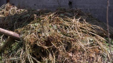 Arka bahçede gübre pişirip karıştırıyorum. Bahçe bitkileri için organik gübre.