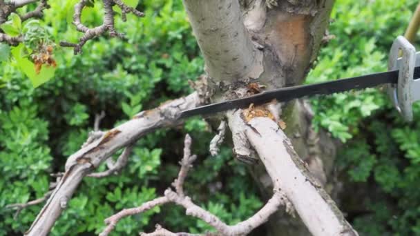 Trabaja Jardín Cortar Una Rama Seca Con Una Sierra Eléctrica — Vídeos de Stock