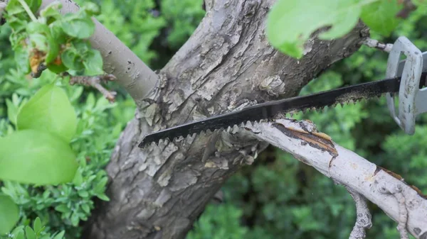 Trabaja Jardín Cortar Una Rama Seca Con Una Sierra Eléctrica — Foto de Stock