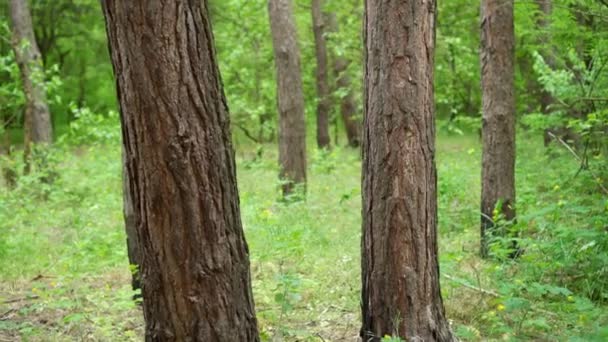 Die Stämme Hoher Bäume Grünen Wald Langsame Kamerafahrt — Stockvideo