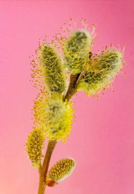 Pembe arka planda sarı polenleri olan kabarık tomurcuklu bir söğüt dalı. Bahar ve Paskalya bayramı kartı kavramı. Kapatın.